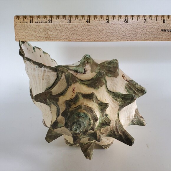 60s Lg Natural Queen Conch Seashell 12"x9"x6.5" Coral Pink Handpainted Vtg Shell - Picture 15 of 16